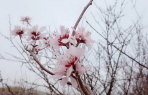 春天是多么快乐的感觉，花团锦簇