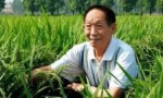 愿天堂也有他终于一生的水稻事业。