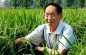 愿天堂也有他终于一生的水稻事业。