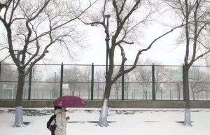 下雪的哈尔滨